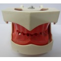 Manequim p/ Endodontia s/ Dentes c/ Art. Plástico