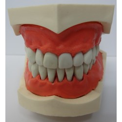 Manequim p/ Dentística 32 Elementos c/ Art. Plástico