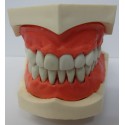 Manequim p/ Dentística 32 Elementos c/ Art. Plástico